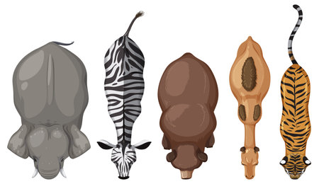 Top-down illustration of five different wild animalsのイラスト素材