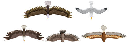 Illustration of five birds soaring with wings spread wideのイラスト素材