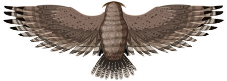 Top-down view of a soaring hawkのイラスト素材