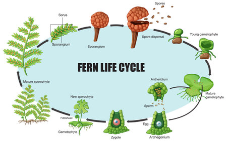 Illustration showing stages of fern reproduction and growth cycle clearlyのイラスト素材