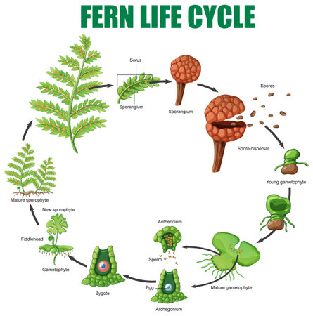 Illustration depicting stages of fern reproduction and growth cycle clearlyのイラスト素材