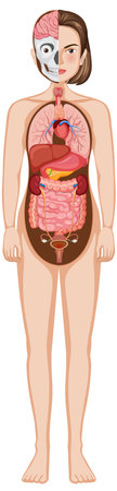 Full-body vector illustration of human anatomy with organs visible. Clear and educational style with labeled internal structuresのイラスト素材