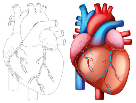 Realistic and anatomical vector illustration of a human heart with vibrant colors and intricate detailsのイラスト素材