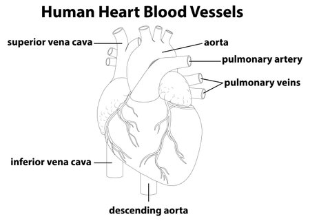 Vector illustration of human heart anatomy with labeled blood vessels. Monochrome style emphasizes structural details and educational clarityのイラスト素材