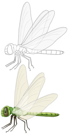 Vector illustration showing a green dragonfly with transparent wings. Includes both outline and colored versions, highlighting intricate detailsのイラスト素材