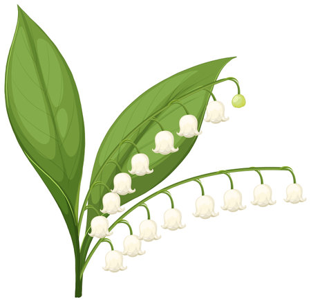 Detailed vector illustration of lily of the valley with vibrant green leaves and delicate white flowers, showcasing botanical eleganceのイラスト素材
