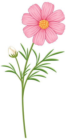 Vector illustration of a pink flower with a bud, featuring delicate lines and vibrant colors on a white backgroundのイラスト素材