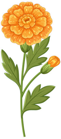 Detailed vector illustration of a marigold flower with lush green leaves and a budding bloomのイラスト素材