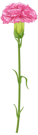 Detailed vector illustration of a pink carnation with a green stem. Simple composition with vibrant colors and clean linesのイラスト素材