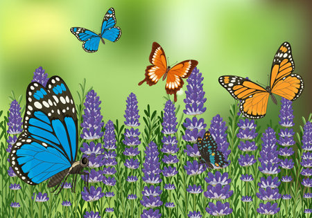 Vibrant butterflies flutter above a lush lavender field. Bright colors and detailed vector illustration capture nature's beautyのイラスト素材