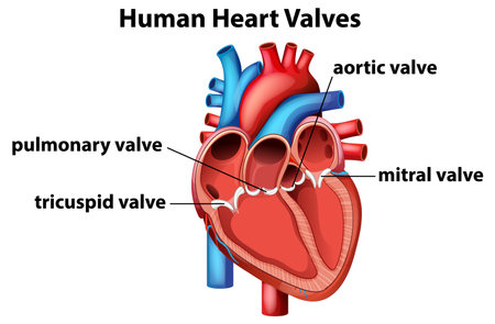 Anatomical vector illustration of human heart valves with labeled parts and vibrant colors for educational purposesのイラスト素材