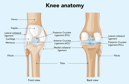 Illustration of knee anatomy with labeled ligaments and bones. Front and back views in a clear, educational styleのイラスト素材