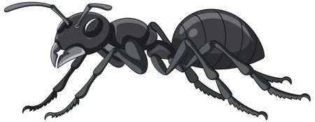 Vector illustration of a detailed black ant isolated on white backgroundのイラスト素材