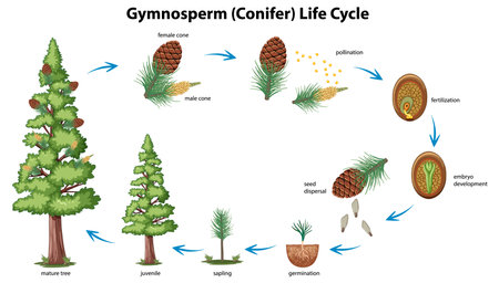 Illustration of gymnosperm life cycle stages and processesのイラスト素材
