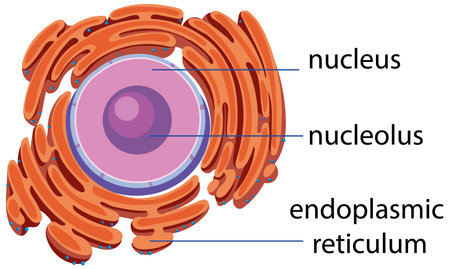 Vector illustration of plant cell components with labeled nucleus, nucleolus, and endoplasmic reticulum. Bright colors and clear labeling enhance educational valueのイラスト素材