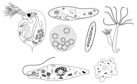 Black and white vector illustration showing various microorganisms with intricate details and scientific accuracyのイラスト素材
