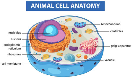 Colorful vector illustration of an animal cell with labeled organelles, highlighting cellular structure and function in a clear styleのイラスト素材