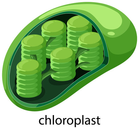 Vector illustration of a chloroplast with vibrant green tones and detailed thylakoid structures, highlighting its biological complexityのイラスト素材