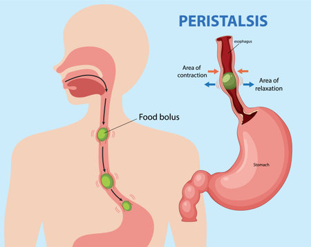 Vector illustration of peristalsis in the human digestive system, highlighting esophagus and stomach with labeled sectionsのイラスト素材