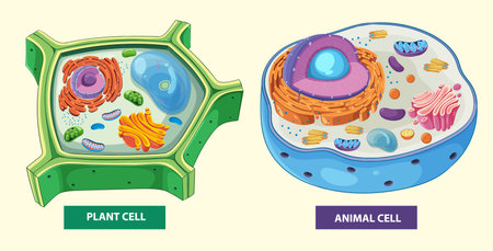 Colorful vector illustration showing detailed structures of plant and animal cells, highlighting organelles and cellular componentsのイラスト素材