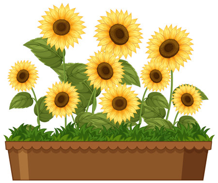 Bright sunflowers with lush green leaves in a brown planter. Vector illustration with a cheerful and natural aestheticのイラスト素材