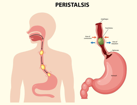 Vector illustration of human peristalsis showing esophagus and stomach. Detailed anatomical diagram with labeled parts and directional arrowsのイラスト素材