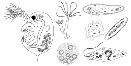 Detailed vector illustrations of various microorganisms in black and white, showcasing diverse shapes and intricate internal structuresのイラスト素材