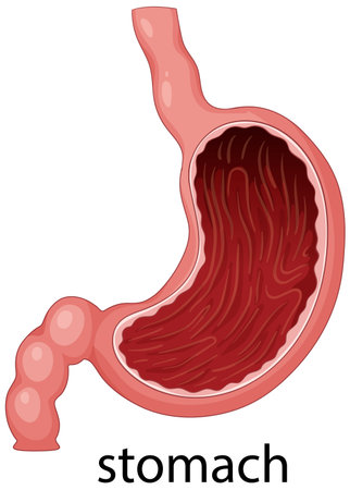 Vector illustration of a human stomach with detailed anatomy, showcasing internal structure and realistic colorsのイラスト素材