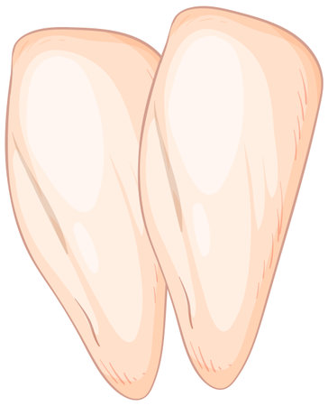 Detailed vector illustration of two raw chicken breasts with soft shading and realistic textureのイラスト素材