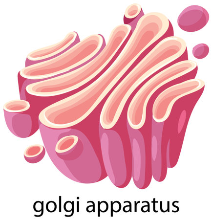 Bright, stylized vector illustration of the Golgi apparatus with smooth curves and vibrant pink hues, highlighting cellular structureのイラスト素材