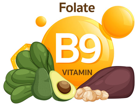Colorful flat vector of folate-rich foods like spinach, avocado, beans, and liver with Vitamin B9.のイラスト素材