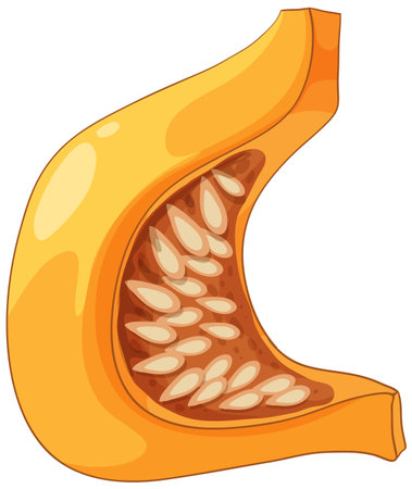Flat vector illustration of a pumpkin slice with seeds, bold outlines, and smooth color gradients.のイラスト素材
