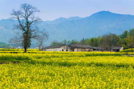 Hongcun Anhui canola flower field sceneryのeditorial素材