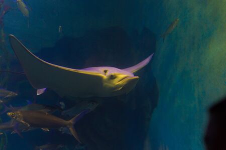 Qingdao Shandong underwater worldのeditorial素材