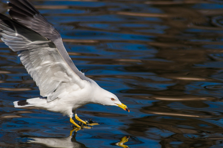 Seagull close-upの写真素材