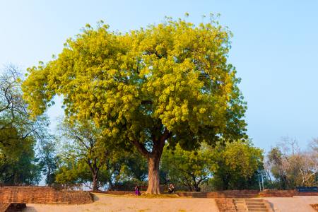 India Varanasi deer park sceneryのeditorial素材