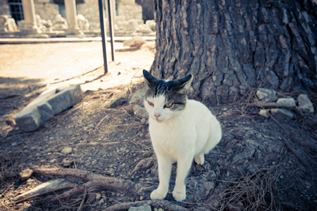 A cat in the ancient Greek ruins of Ephesus, Turkeyの写真素材