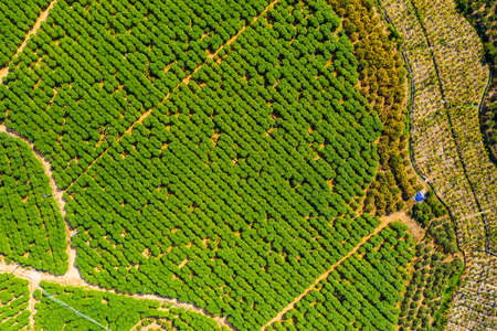 Orchard scenery in Ledong County, Hainan Province, Chinaの写真素材