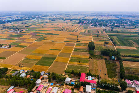 Wheat field scenery in Zhuozhou, Hebei