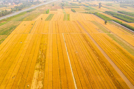 Golden Autumn Mailang, Zhuozhou City, Hebei Provinceの写真素材