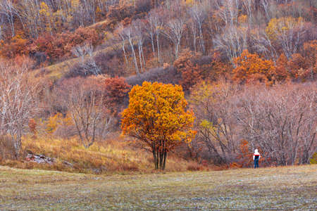 autumn flame tree