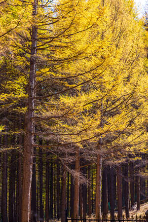 Saihanba Forest Farm National Forest Park Yinhe Scenic Area, Kangxi Point Jiangtai Sceneryの写真素材
