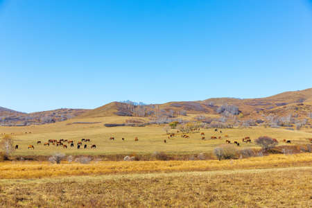 Ulan Butong Shilazi Ranch Sceneryの写真素材