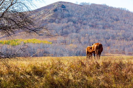 steppe horseの写真素材