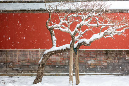 Snow scene of ancient trees in the palace wall of the Forbidden Cityのeditorial素材