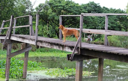 wooden foot bridge の写真素材