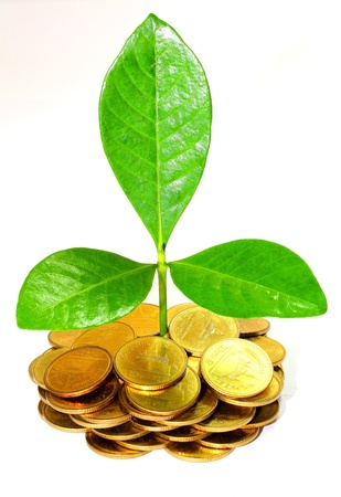 Green plant growing from the coins  Money financial conceptの写真素材