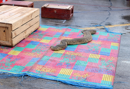 Elephant trunk snake