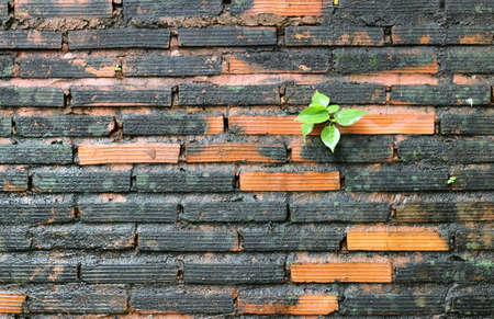 old wall