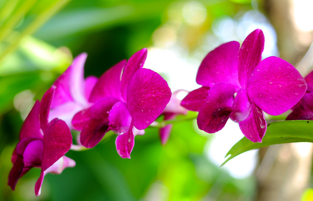 Pink orchid flowerの写真素材